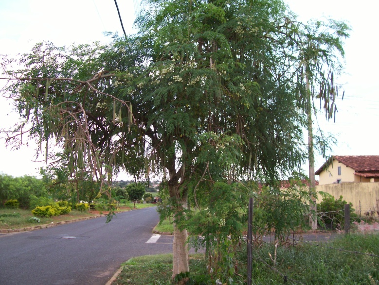 Moringa oleifera